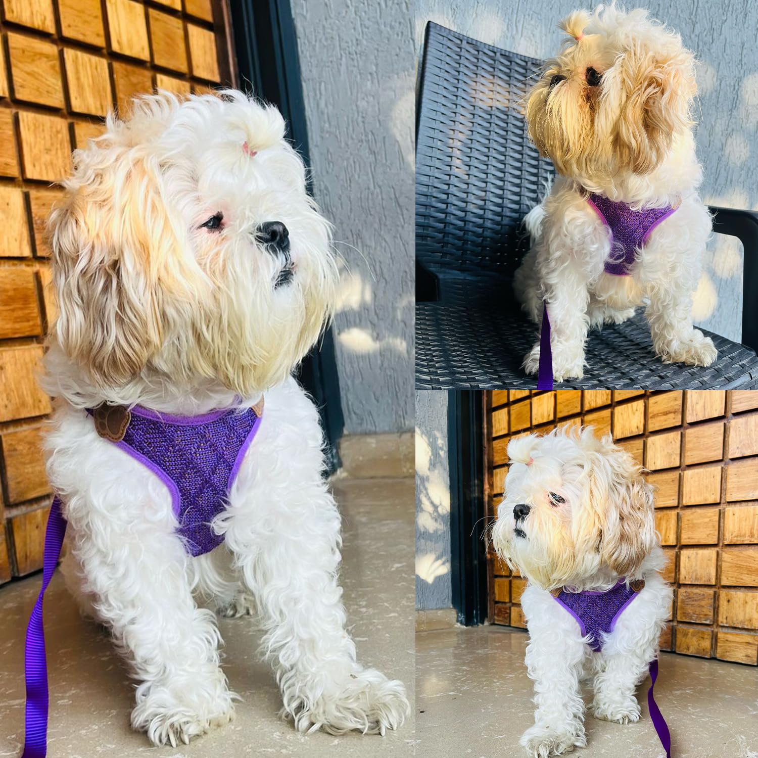 Vest Harness and Leash Set for Dogs